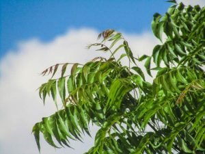 Read more about the article the benefits of neem