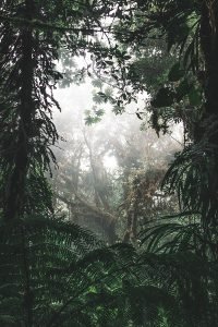 उष्णकटिबंधीय पतझड़ी वन मानसूनी Tropical Deciduous Forests Monsoon