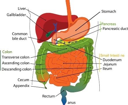 What is a Liver function in the human body and Liver structure